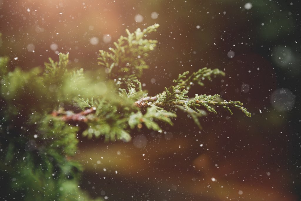 snow on fir tree, winter trail run