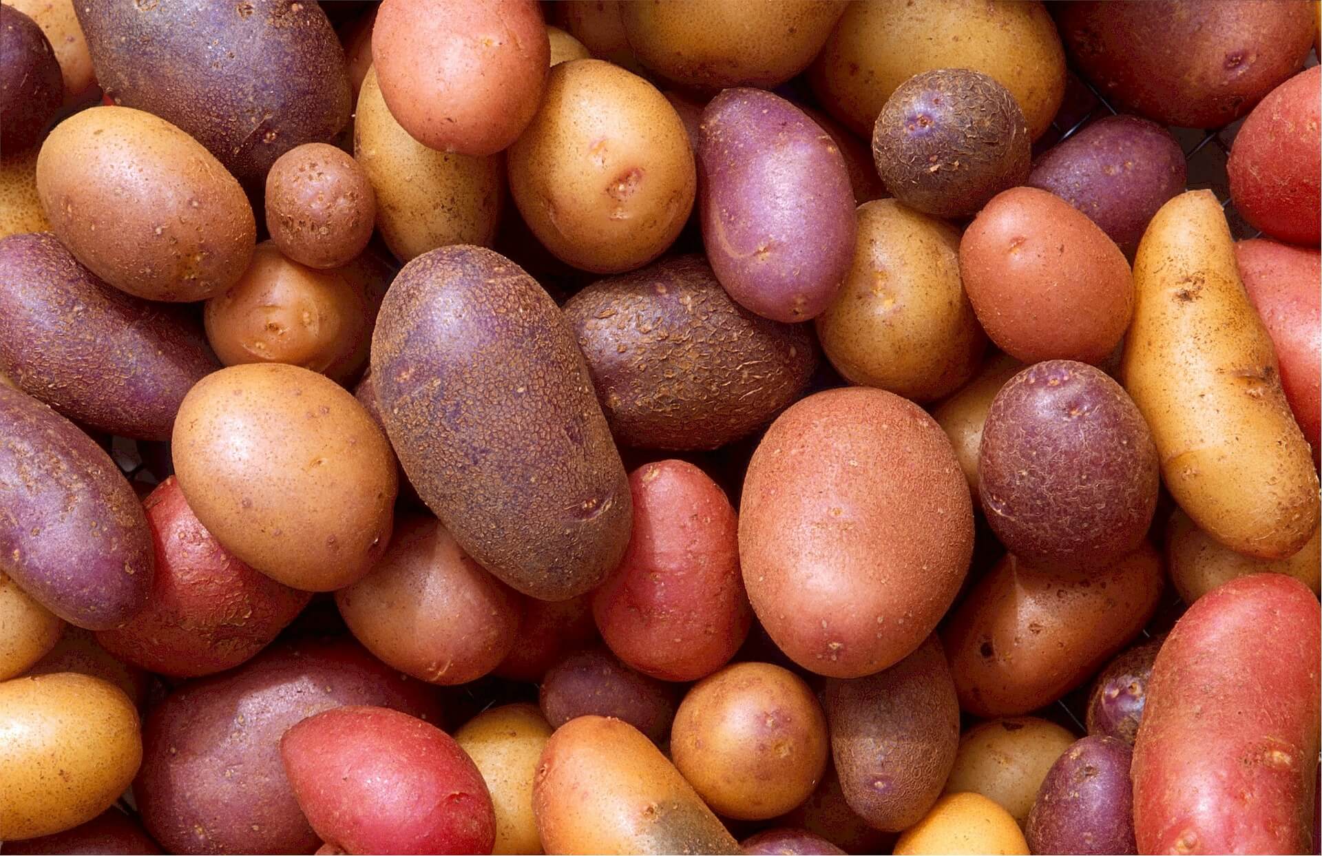 variety of potatoes