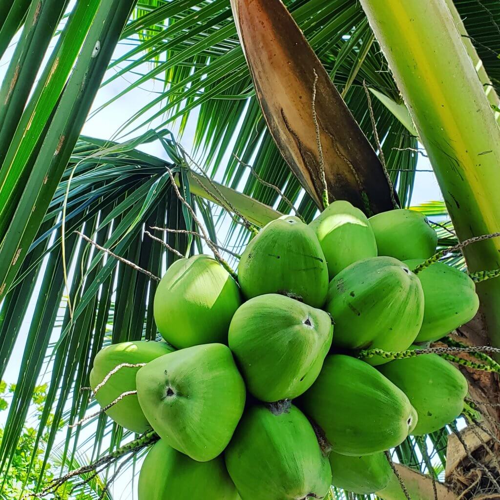 RunnerClick