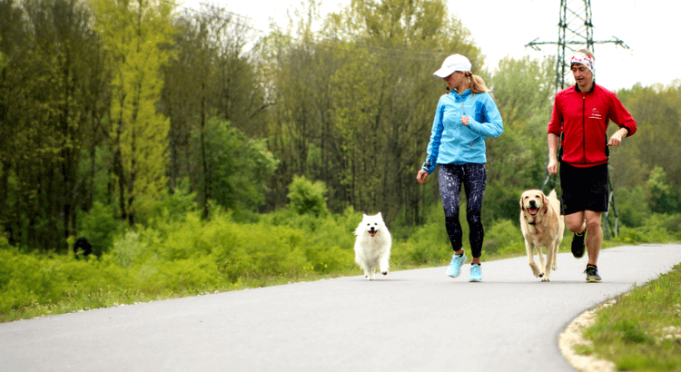 dog running tips