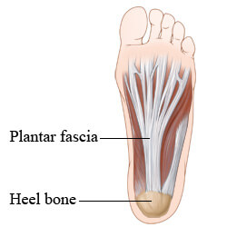 Plantar fascia