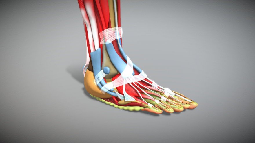 A Runner’s Guide to Foot Anatomy