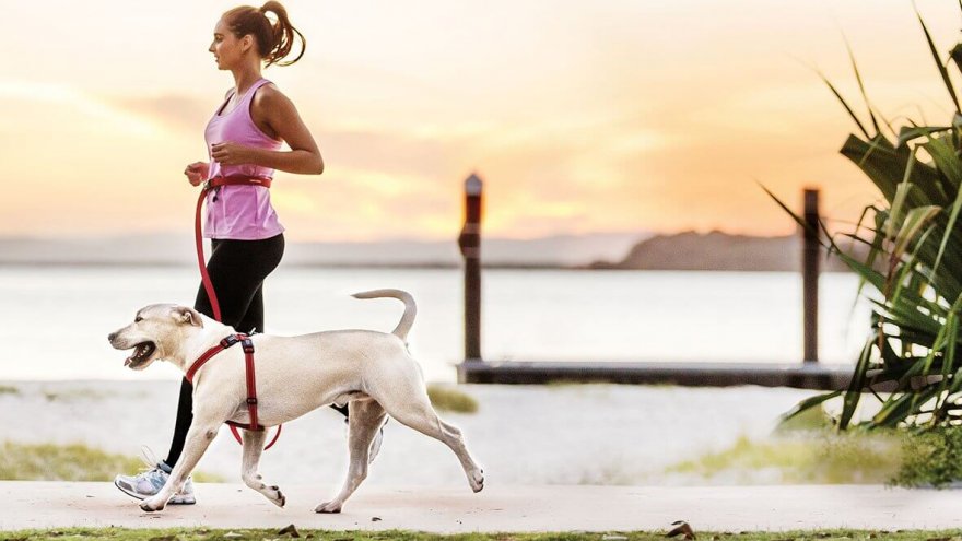 how to train your dog to run with you