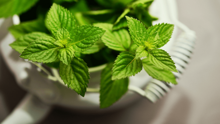 The fascinating impact of peppermint on performance.