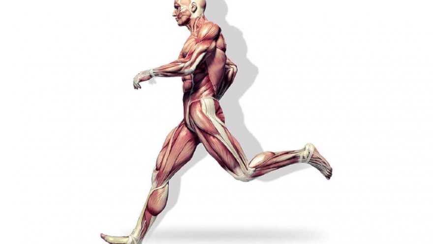 What Muscle Does Running Work? (And The Muscles Running Misses)