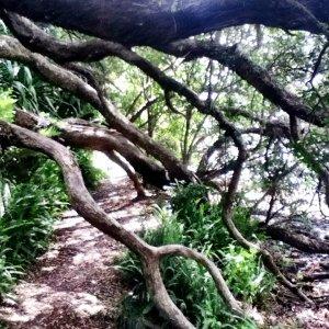trail-running-hazards-branches