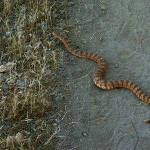 trail-running-hazards-snake-venomous