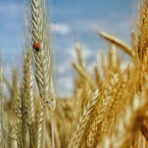 cornfield-wheat-field-wheat-cereals-65604