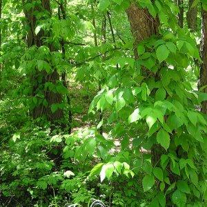 trail-running-hazards-poison-ivy