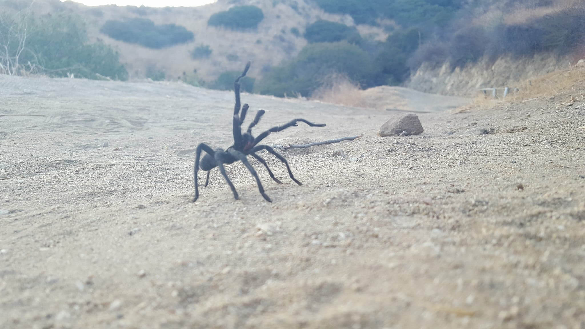 tarantula in the desert