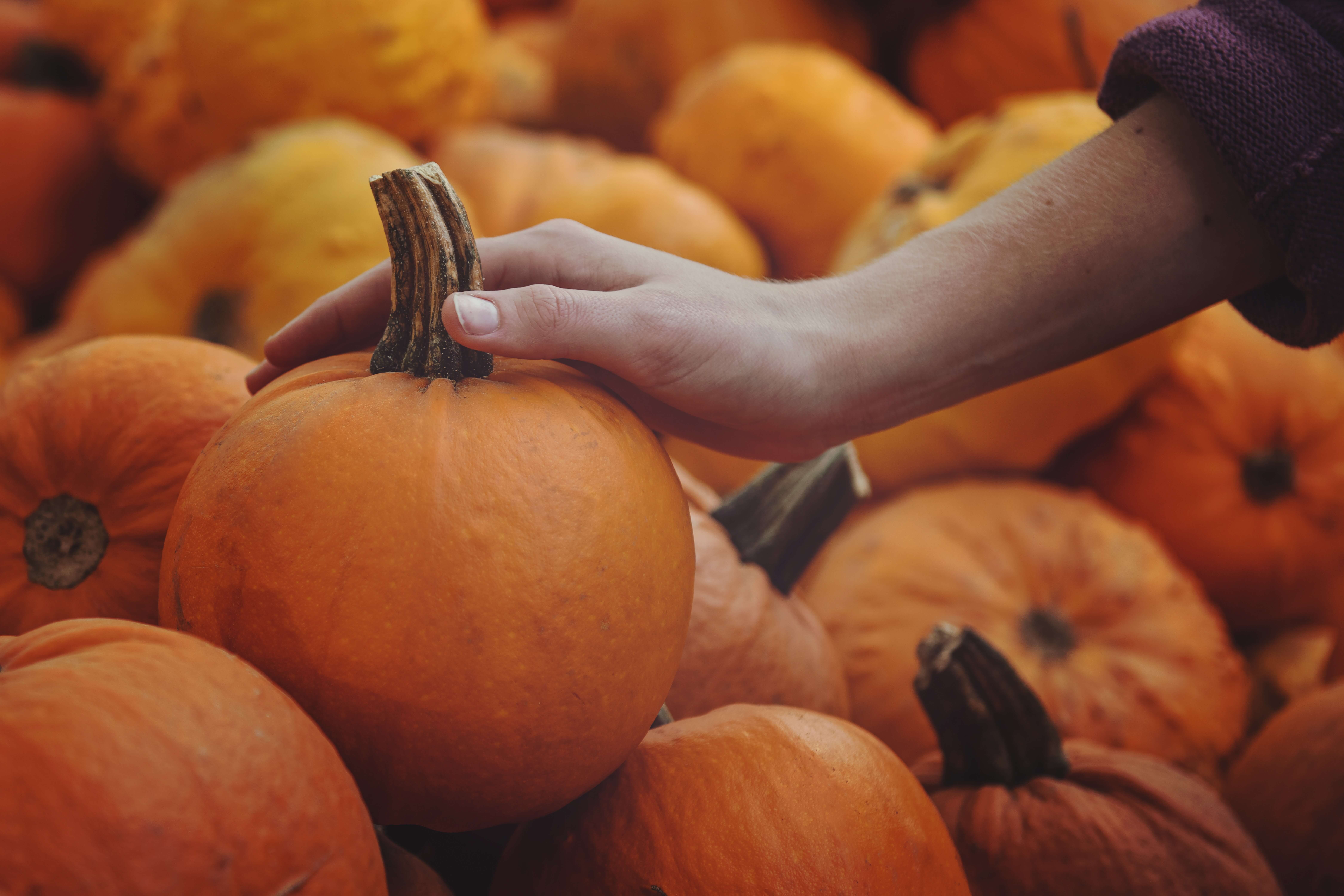 Pumpkin picking is a fun way to burn calories this fall