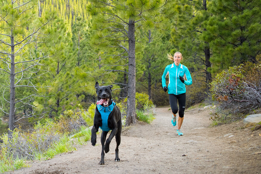 running with dogs tips