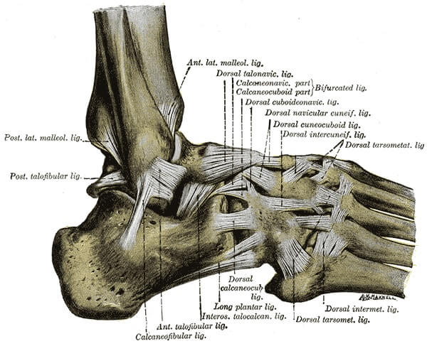 lateral foot ligaments