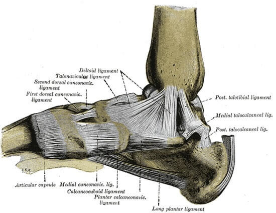 Leg Foot Ligaments
