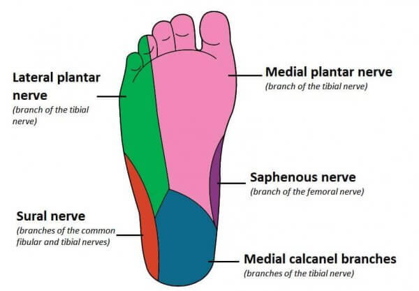 foot nerves