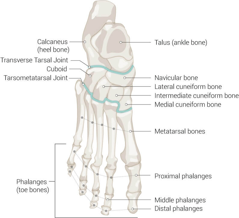 foot bones